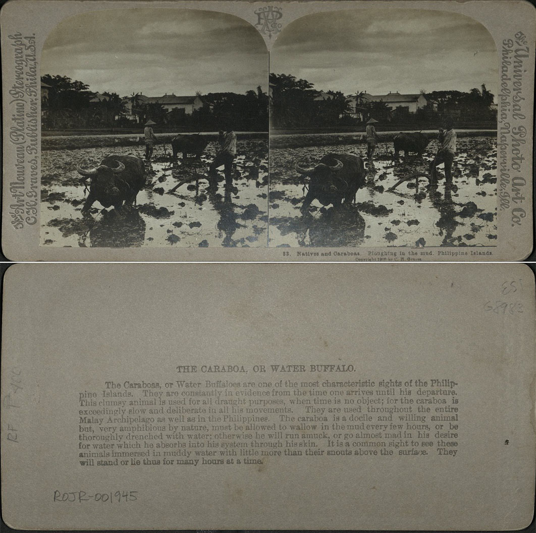 Natives and Caraboas [Carabaos]. Ploughing in the mud. Philippine Islands.